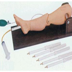 Bone Puncture and Femoral Vein Puncture Model